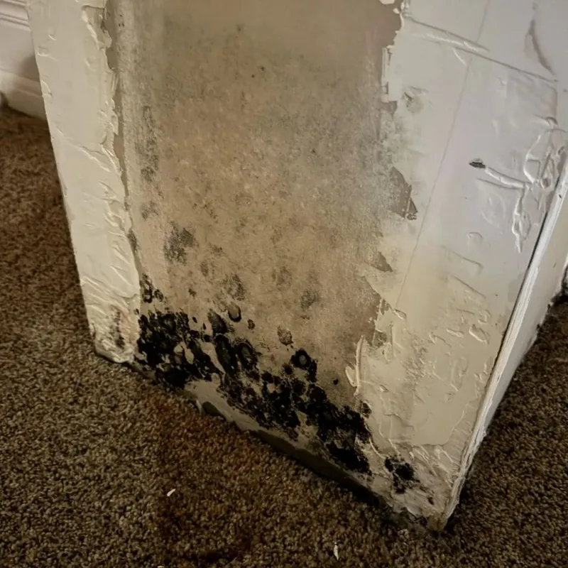 Professional Mold Removal in West Lafayette, IN